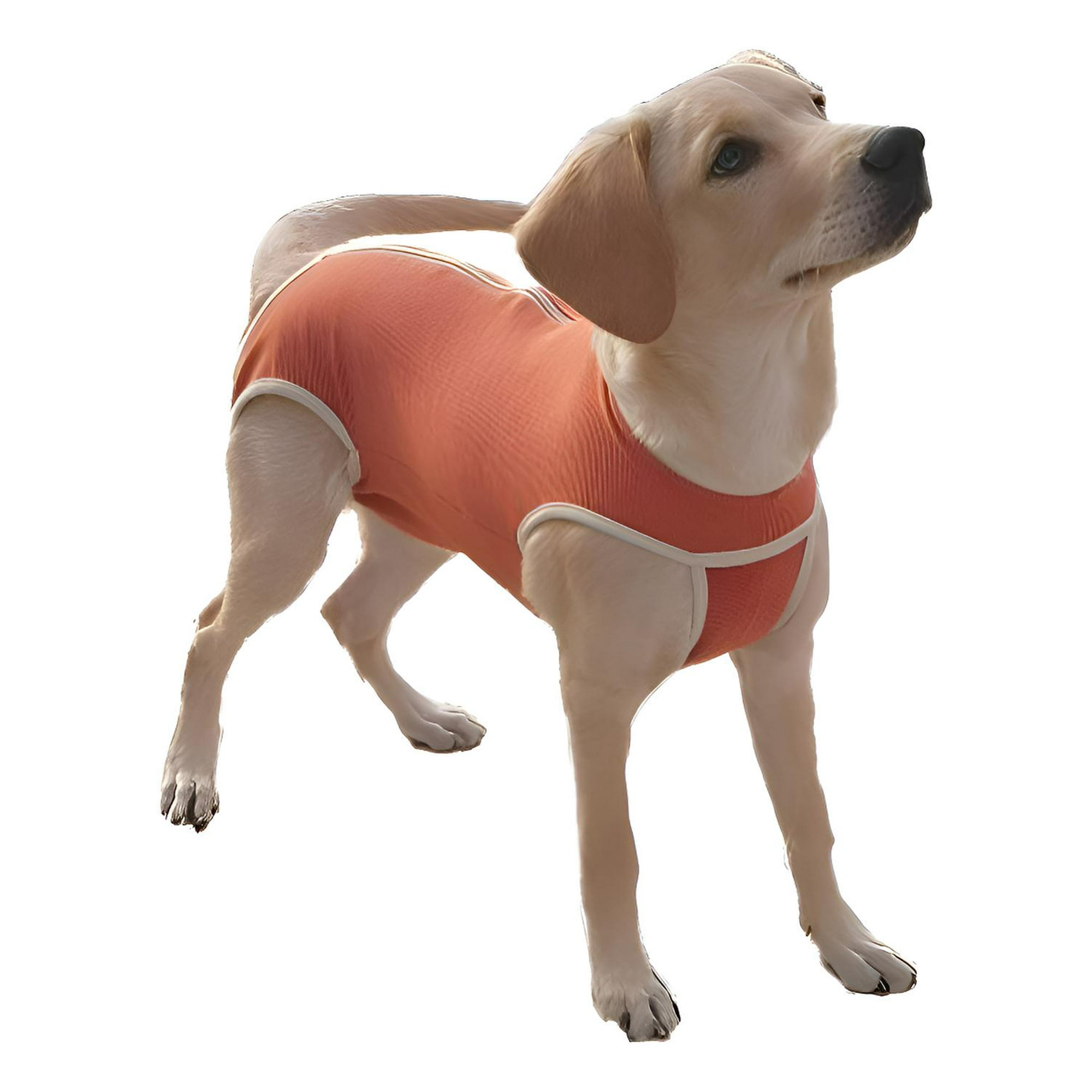 Body De Cobre Post Quirúrgico Castración Perro Macho Talla 6 De 10 A 13kg
