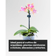 thumbnail image 2 of Musgo Sphagnum Hidratado 30 Litros para Orquídeas, Kokedamas, Tutores y Plantas Carnívoras, 2 of 3