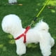 thumbnail image 5 of Cuerda de tracción reflectante para perros - Artículos para mascotas - Cuerda para pasear perros, 5 of 5