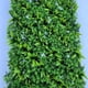 thumbnail image 5 of Jardín Muro vertical artificial P palmeta Plantas 60x40 cm, 5 of 6