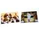 thumbnail image 2 of Juego De 2 Juegos De Ganchos De Pestillo Para Perros Y Gatos Con Herramienta Básica E Instrucciones Para Hacer Alfombras, 2 of 5