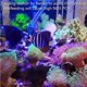 thumbnail image 4 of Jeringa Coral Feeder con pinzas para Aquarium Choice, 2 unidades, 4 of 7