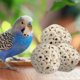 thumbnail image 2 of Pelotas Sola Bird Toys de Foot Toys Mandarin Bird Toys para pájaros, 2 of 9