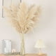 thumbnail image 4 of 5pcs Ramillete De Pampas Naturales O Colas Zorro Para Decoración, Longitud 120cm, 4 of 8