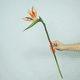thumbnail image 3 of Flor ave del paraíso artificial, 3 of 3
