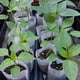 thumbnail image 4 of 100pcs Biodegradable Seed Nursery Bags, Non-Woven Plants Grow Bags, Fabric Seedling Pots Plants Pouch, Home Garden Supply, Seedling Plant Nursery Bags For Soil Transplant Pouches Agricultural Producti, 4 of 4