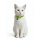 thumbnail image 3 of Collar Para Gato Gatita Anti Ahorque Con Diseño Huellitas, 3 of 3