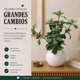 thumbnail image 4 of Planta Artificial Ficus Decorativa Maceta Decoracion Hogar beige, 4 of 9