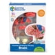 thumbnail image 2 of Modelo cerebral de recursos de aprendizaje Learning Resources, 2 of 3