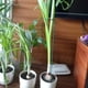 thumbnail image 3 of Plant Stake Support RAIKER, paquete de 12 unidades para tomates, peonías y lirios, 3 of 7