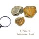 thumbnail image 4 of Fósiles Fabrvog Cola de Trilobite con Lupa, 4 of 6