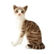 thumbnail image 1 of Encantador Animal De Peluche Cómodo Adornos Para El Hogar Gato Juguete De Peluche Para Adultos 35cm Gato Gris, 1 of 5