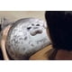 thumbnail image 3 of Almohada Chubby Blob Seal De Peluche 60 Cm, 3 of 6