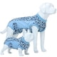 thumbnail image 1 of Traje De Recuperación Para Perros Transpirable Y Anti Lamido Postoperatorio, 1 of 7