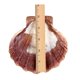 thumbnail image 5 of Concha de mar South Beach Crafts 13‑15 cm Garra de león, 5 of 7