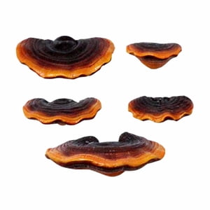 Bothyi - Lindo Colgante Decorativo Para Diseños De Escenas Artesanales De Micropaisaje Diy