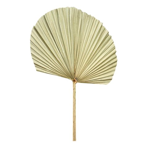 Genérico - Set De 3 Abanico Grande Hojas Palma Natural Decoración Jhn