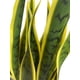 thumbnail image 3 of Sansevieria Verde - Amarilla 69cm Artificial, 3 of 3