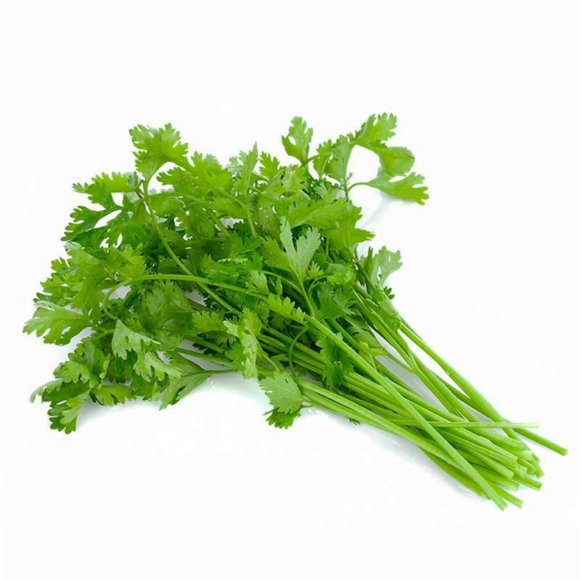 Cilantro Bolsa 120 g Multi Marca