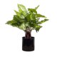 thumbnail image 1 of Planta Artificial Filodendro 45 cm, 1 of 1