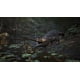 thumbnail image 5 of Videojuego Konami Metal Gear Solid Δ: Snake Eater XSX, 5 of 7