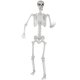 thumbnail image 1 of Articulaciones móviles realistas con forma de esqueleto Kukooka de Halloween, 180 cm, 1 of 6