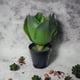 thumbnail image 3 of Planta Decorativa Agave 28Cm, 3 of 3