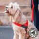 thumbnail image 5 of Arnés para perro Dog Friendly Co Extra Grande Rojo, 5 of 8