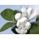 thumbnail image 2 of Perfume Alyson Oldoini Oranger Moi Eau de Parfum para mujer, 100 ml, 2 of 3