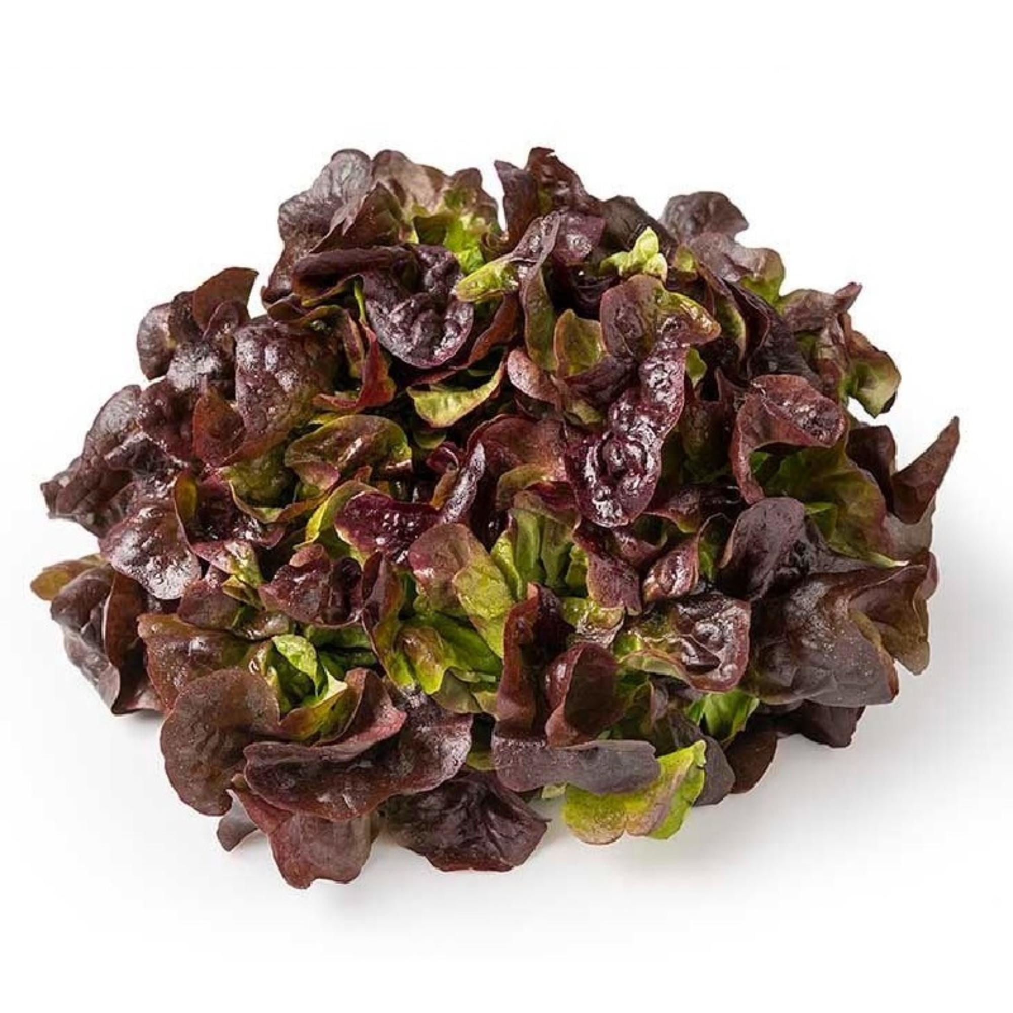 Lechuga Crespa Roja Bolsa 1 Un