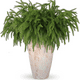 thumbnail image 4 of Rama De Pino Artificial De Norfolk Para Decoración Navideña, 4 of 5