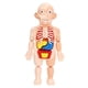 thumbnail image 1 of Torso Humano Cuerpo Modelo Anatomía órganos Internos Anatómicos Herramientas De Enseñanza, 1 of 5