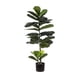 thumbnail image 1 of Ficus Lyrata 28 hojas 110 cm, 1 of 2