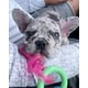 thumbnail image 2 of Chupete masticable para la dentición, Nylabone, sabor a tocino para cachorros, 2 of 9