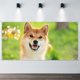 thumbnail image 2 of Shiba Inu Fondo Temático Pancarta Suministros de Decoración para Fiesta de Cumpleaños, Decoración de Fondo de Fiesta Personalizado,150x90cm, 2 of 6