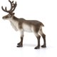 thumbnail image 2 of Colección Wild Life de Toy Schleich Reindeer 2024 para niños, 2 of 4