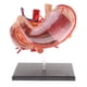 thumbnail image 3 of 2: 3 Páncreas De Estómago Humano Humano Con órganos Internos Modelo De Anatomía Modelo, 3 of 4