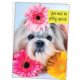 thumbnail image 4 of Tarjeta de cumpleaños Glory To Dog 13 cm x 18 cm Shih‑Tzu, 4 of 9