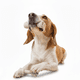 thumbnail image 2 of Huesos Snack Cartílago Masticable para Perro 30 UNIDADES, 2 of 7