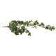 thumbnail image 1 of Hiedra Colgante Inglesa Variegada 100 cm, 1 of 2