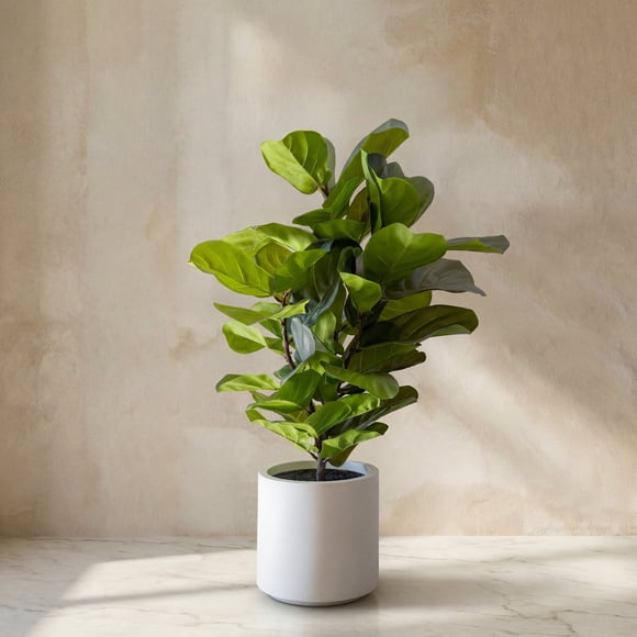 Ficus Lyrata 100cm Real Touch
