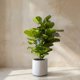 thumbnail image 1 of Ficus Lyrata 100cm Real Touch, 1 of 2