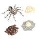 thumbnail image 4 of Conjunto De Ciclo De Crecimiento Animal, Materiales Didácticos Para Niños, Niñas, Regalo De Cumpleaños, 4 of 5
