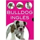 thumbnail image 1 of Bulldog Ingles, 1 of 2