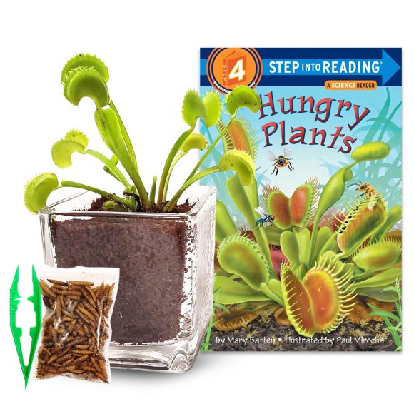 Kit de Venus atrapamoscas viva de Nature Gift Store con maceta de vidrio de 6 cm