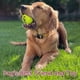 thumbnail image 5 of Pelotas de Tenis para Perro con Sonido INSUM Multicolor Paquete de 20 Tamaño Mediano, 5 of 7
