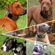 thumbnail image 3 of Collar para perro de tamaño grande, collar de pitbull de nailon resistente y grueso., 3 of 5
