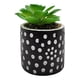 thumbnail image 1 of Planta Artificial Macetero Cerámica Negro Con Puntos Blancos, 1 of 3
