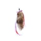 thumbnail image 1 of Cola de Foxy fox, 1 of 1
