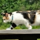 thumbnail image 2 of Collar Para Gato Coastal Diseño Fashion Resolve, 2 of 2